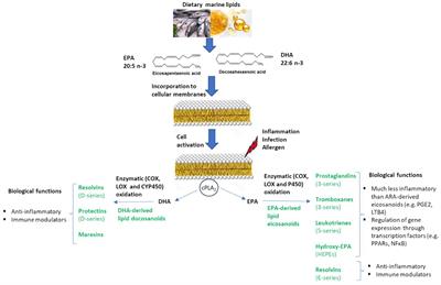 Immunomodulatory effect of marine lipids on food allergy